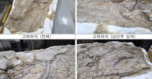 포항 신생대 두호층 고래화석, 포항 신생대 두호층 결핵체 천연기념물 지정 - 한국역사문화신문